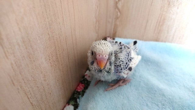 意外と珍しいコ セキセイインコ バイオレットのパイド 東京からもほど近い 千葉県 神奈川県 埼玉県でセキセイインコ を販売するペットショップ