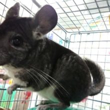 チンチラ（グレー）女のコ、入荷しました！
