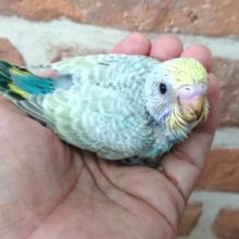 観察するのが好きみたい☆　セキセイインコ（パステルレインボー）