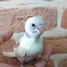 何気に4色っぽいハルクィンセキセイ～～