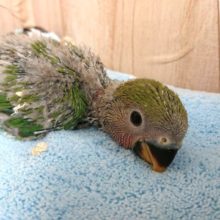 まだぬくもりが欲しいのです☆コザクラインコ（ノーマル）