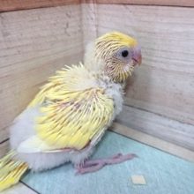 セキセイインコ　クリーム系のレアなカラーでｺﾞｻﾞｲﾏｽ！