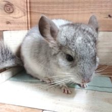 おっとりマイペース♪チンチラ（パイドくん）きましたっ