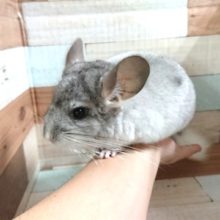 背中のスポットが目印です！元気いっぱい　チンチラ（パイドさん）～～