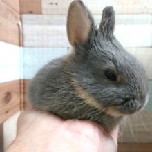 むっちり健康的ばでぃ！ドワーフラビット（オパール）～～