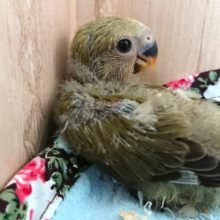 コザクラインコ！！モーブがやってきました♪