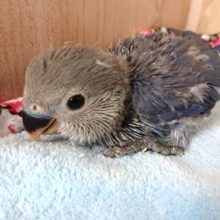 ちびっこ　コザクラインコ（バイオレット）いますよ～