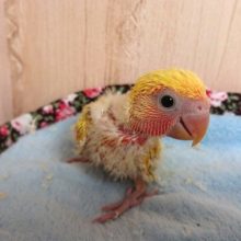 ｷﾚｲに育ってくれそうです！コザクラインコ（ゴールデン）～～