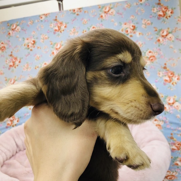 ミニチュアダックス