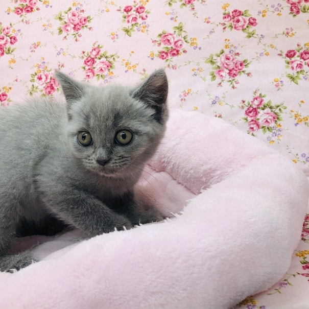 ブリティッシュショートヘア