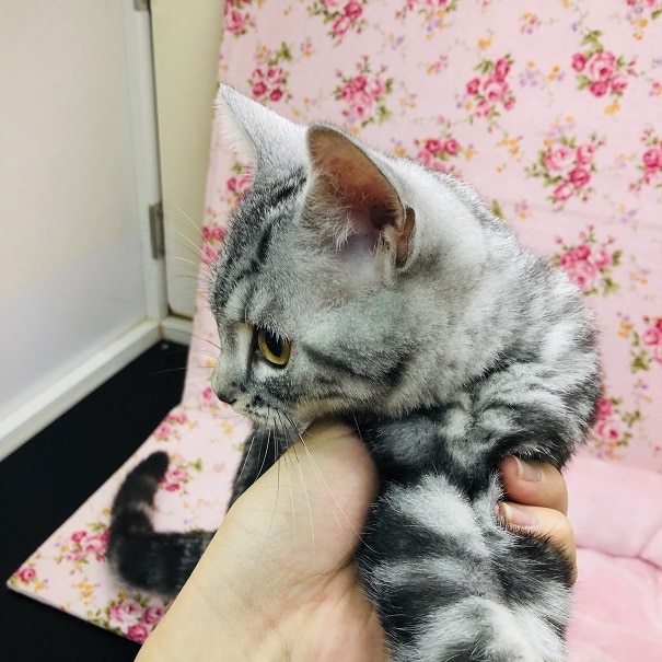 アメリカンショートヘア