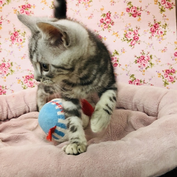 アメリカンショートヘア