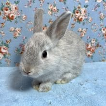 ネザーランドドワーフ スクワーレル  女の子  うっすら赤目ちゃん♬︎♡