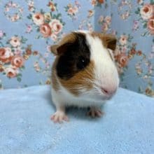 イングリッシュモルモット 女の子  7月4日