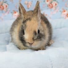 個性的ですがキュート!! ネザーランドドワーフラビット 2020.7/8撮影