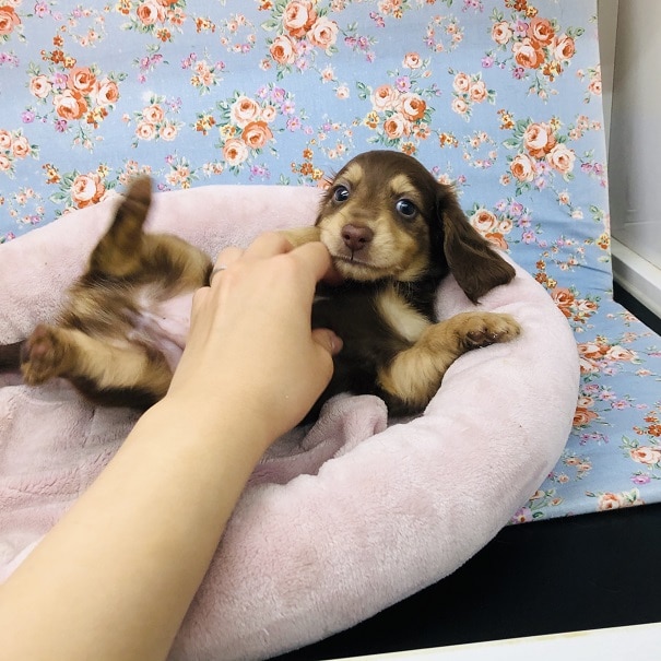 おっとりしたダックスいますよ~♪ ミニチュアダックス