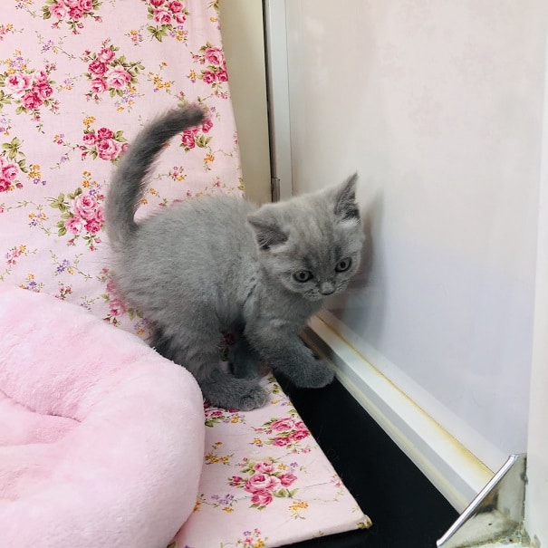 ブリティッシュショートヘア