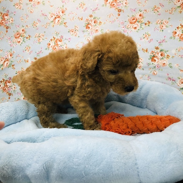 甘ったれトイプードルくんが来ました♪ トイプードル