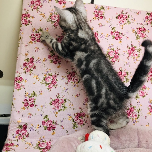 大人気!アメショちゃんの最新画像・動画更新♪ アメリカンショートヘア