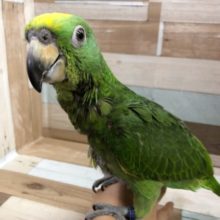 ホヤホヤ最新画像☆キビタイボウシインコヒナの男の子(検査済)