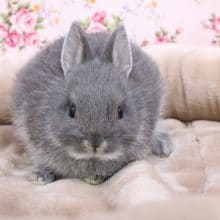 まんまる！ネザーランドドワーフラビット“ブルーマーチン” 2020.7/18撮影