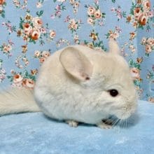 チンチラ  アプリコット  今だけ価格！！！！！