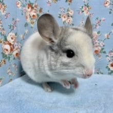 チンチラ  パイド  男の子  7月19日