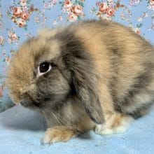 ライオンロップイヤーラビット　２０２０年7月9日撮影