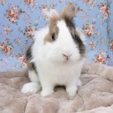 流山店のイケメン枠！ライオンドワーフラビットの男のコ 2020.7/20撮影