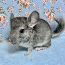 チンチラ  ノーマルグレー  男の子  7月8日