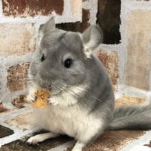 トトロ！？むっちりボディーのチンチラちゃん〜♡