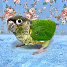 手乗りウロコインコ  ワキコガネ  7月29日