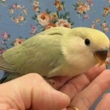 小桜インコ（シナモン）　２０２０年５月生まれ