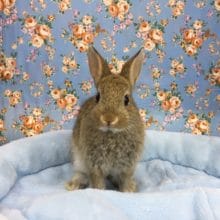 ネザーランドドワーフラビット（チェスナット）女の子　2020年5月生