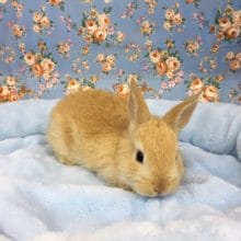 ネザーランドドワーフラビット（オレンジ）男の子　２０２０年５月生まれ