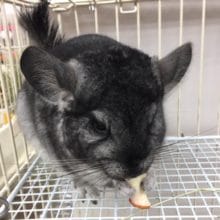 チンチラ（グレー）女の子　２０２０年３月生まれ