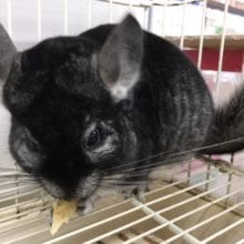 チンチラ（グレー）男の子　２０２０年３月生まれ