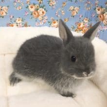 ネザーランドドワーフラビット（ブルー）男の子　２０２０年６月生まれ