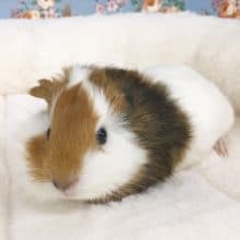 イングリッシュモルモット　女の子　２０２０年６月生まれ