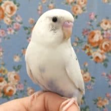 手のりのセキセイインコ　２０２０年５月生まれ