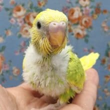 セキセイインコ（スパングルパイド）　２０２０年６月生まれ