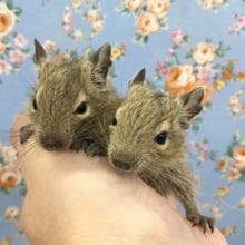 デグー（ノーマル）兄弟　参上！！