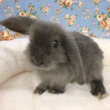 ミニロップイヤーラビット（ブルー）女の子　２０２０年６月生まれ