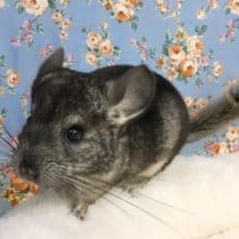 チンチラ（濃いグレー）女の子　２０２０年５月生まれ