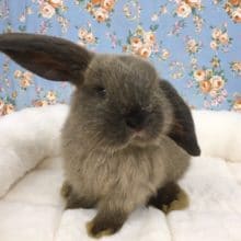 ロップイヤーラビット  女の子　２０２０年６月生まれ