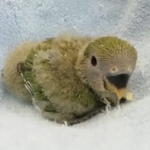 入舎ホヤホヤ！小桜インコさんはいかがですか？