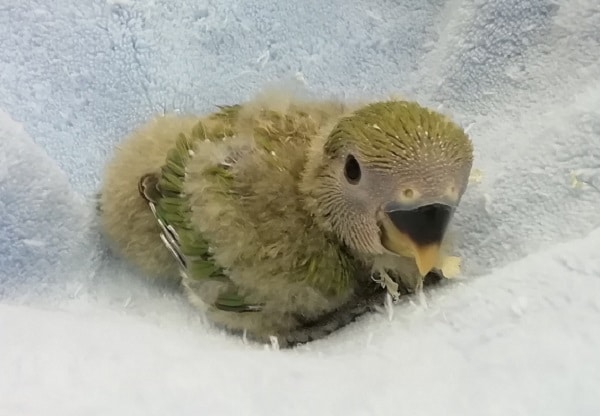 入舎ホヤホヤ！小桜インコさんはいかがですか？