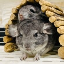 チンチラ初心者さんの飼育応援！