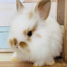 兄弟ミニウサギ！ねぼすけなライオン寄りウサさん！