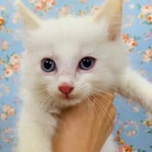 ゴロゴロがとまらない♡ラグドールくん♪